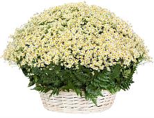 Цветочная композиция из Ромашки в корзине #REPLACE_PRED# Первомайском Забайкальского края
